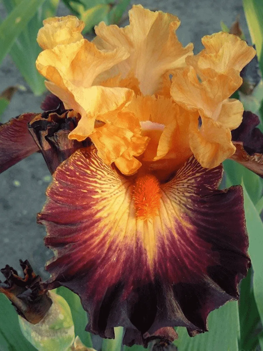 Ирис германский Howard Weed