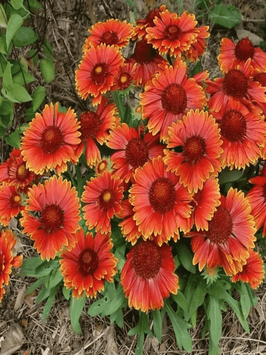 Гайлардия остистая Guapa Red