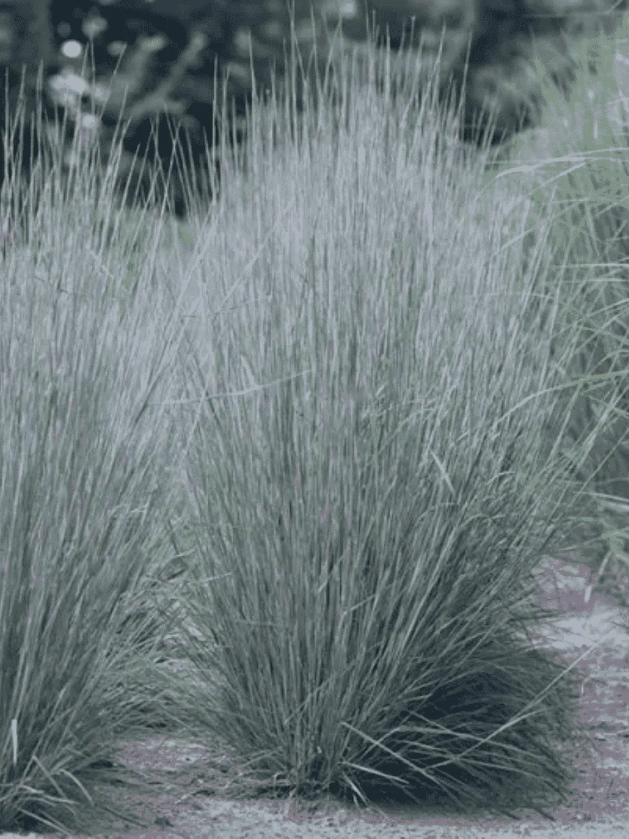 Схизахириум метельчатый Схизахириум метельчатый