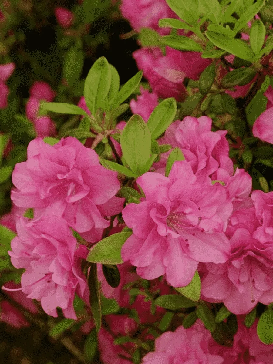 Азалия японская Rosinetta Азалия японская Rosinetta