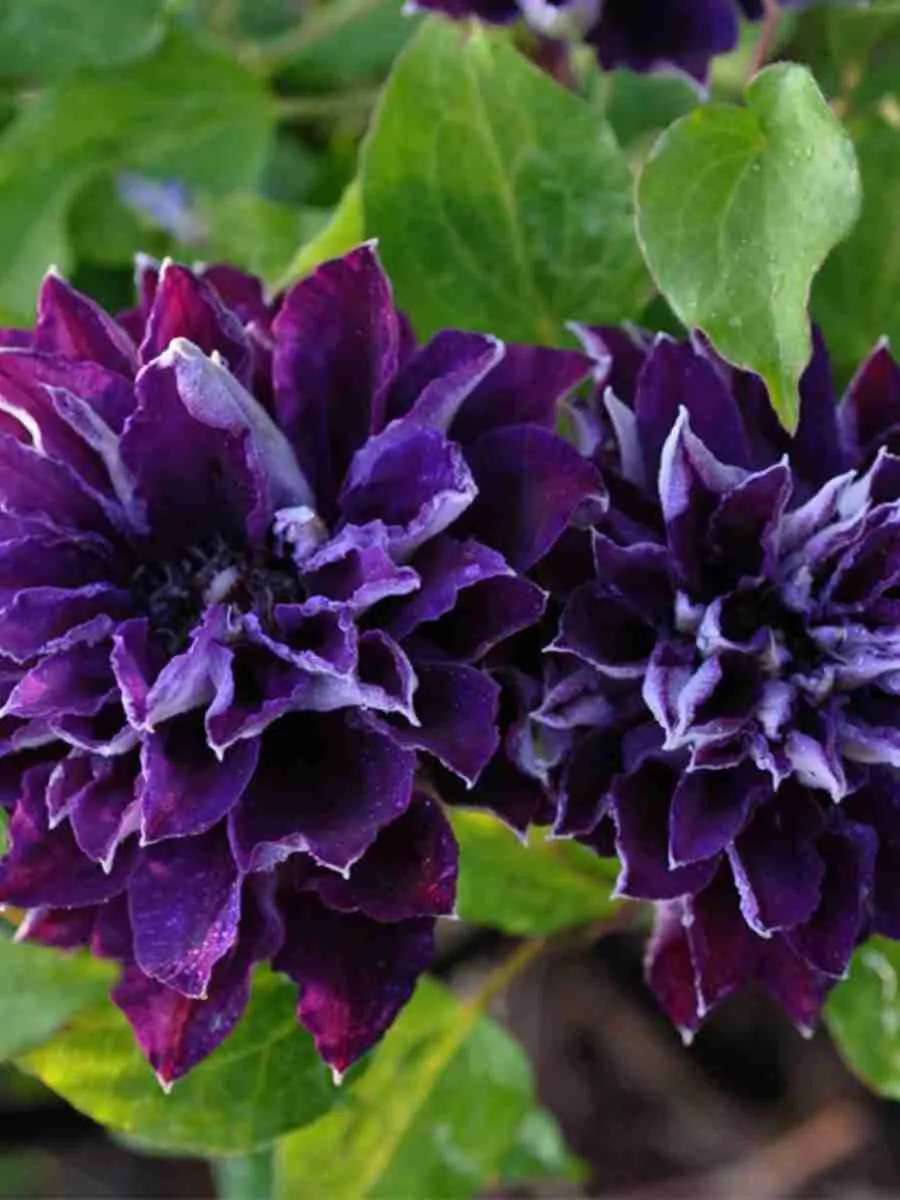 Клематис Shin-Shigyoku