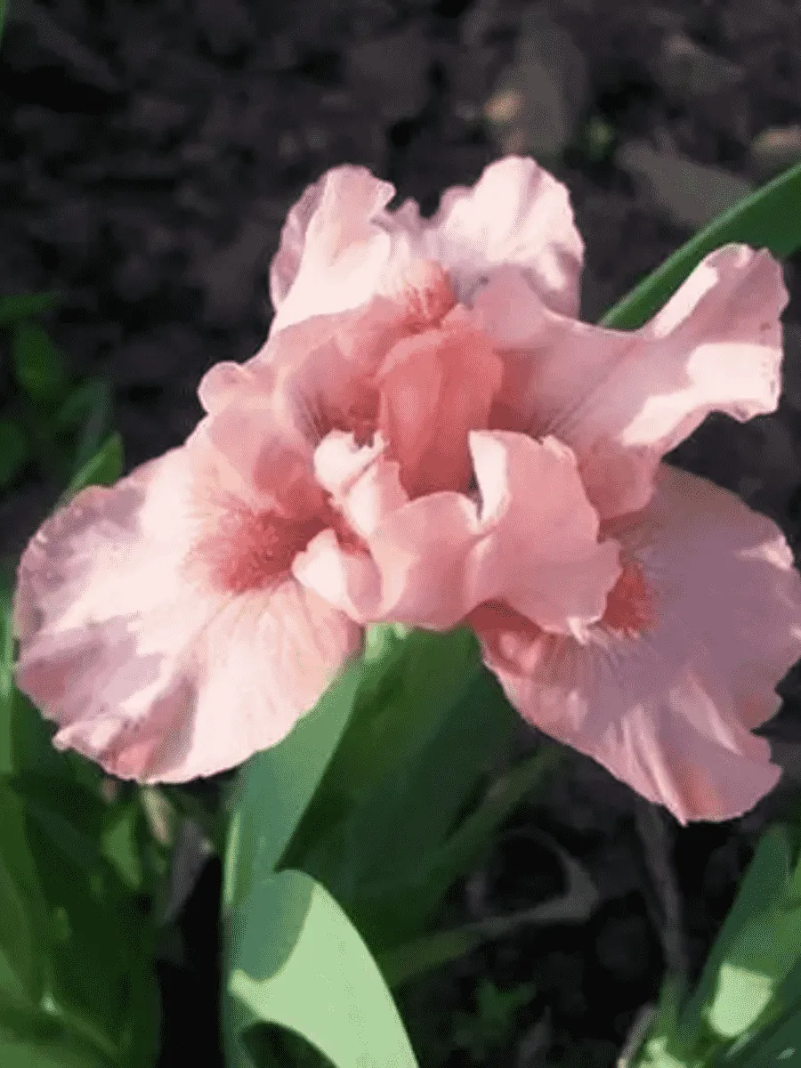 Ирис карликовый Rose