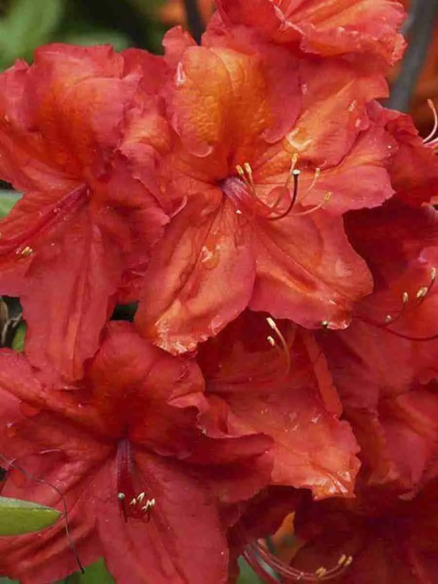 Азалия крупноцветковая Feuerwerk