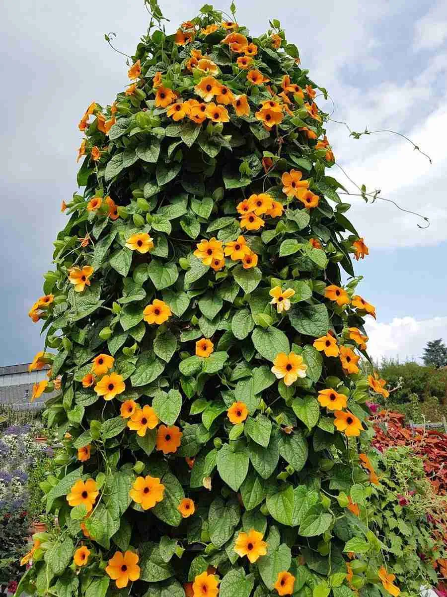 Тунбергия Тунбергия