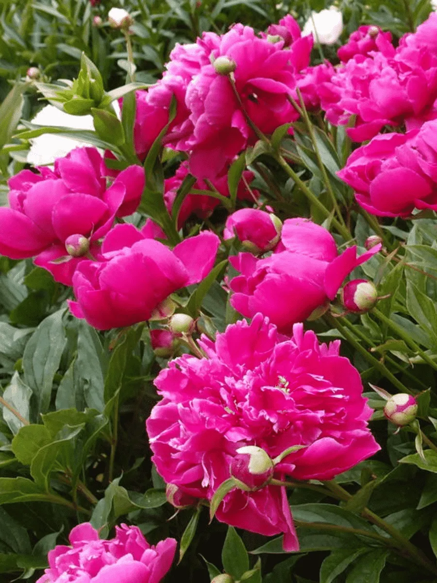 Пион Молочноцветковый Bunker Hill