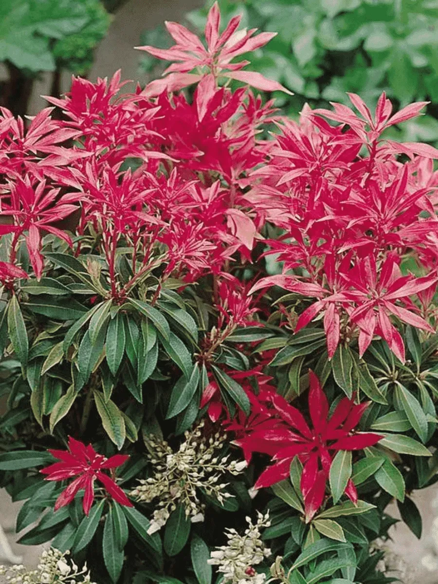 Пиерис японский Forest Flame