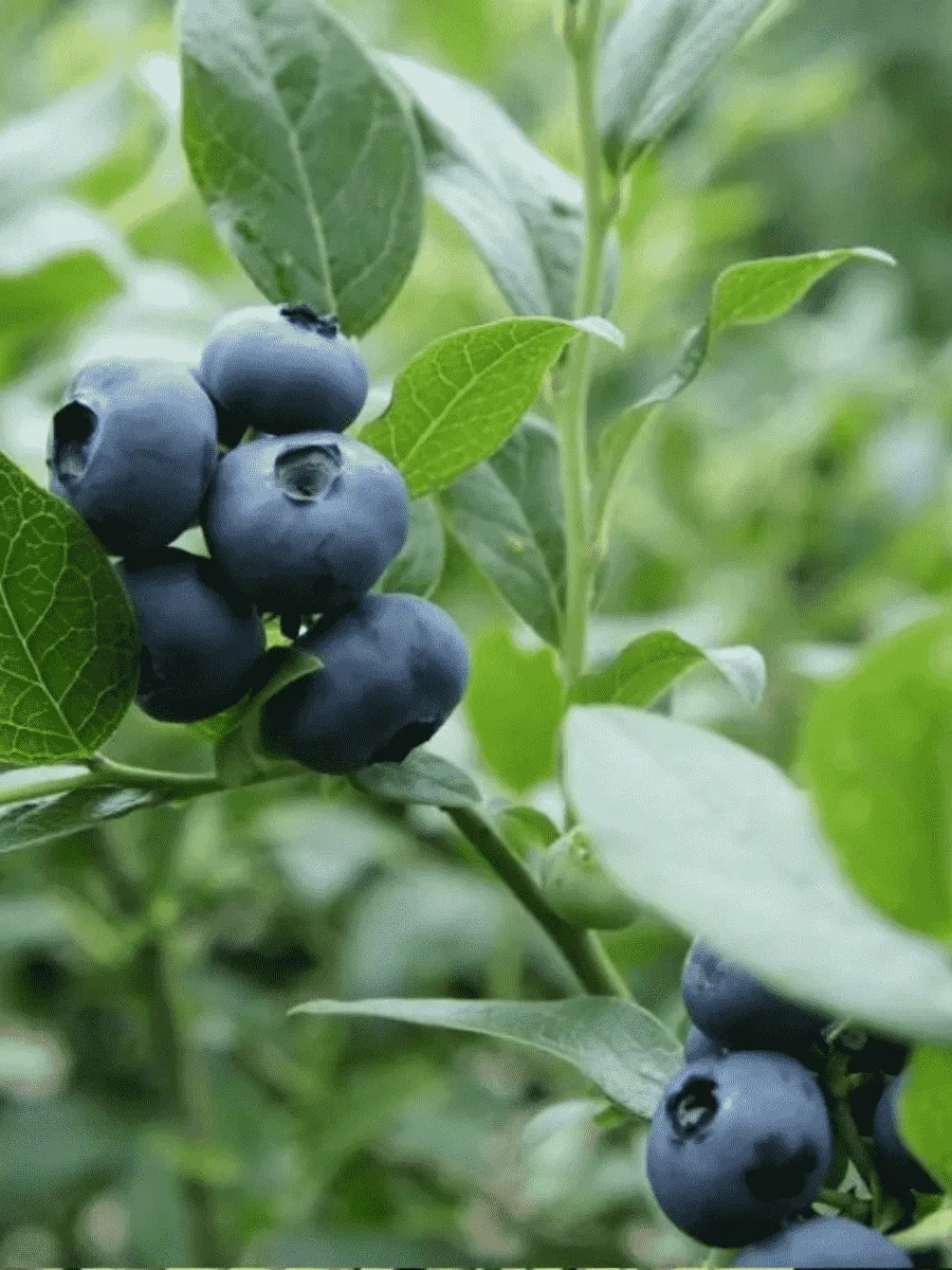 Голубика высокорослая North Blue Голубика высокорослая North Blue