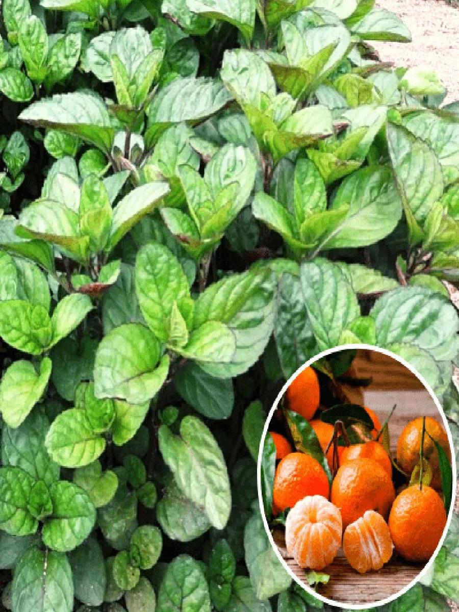 Мята Мандариновая