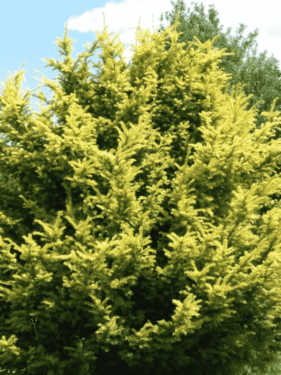 Тис ягодный Aurea Decora Тис ягодный Aurea Decora