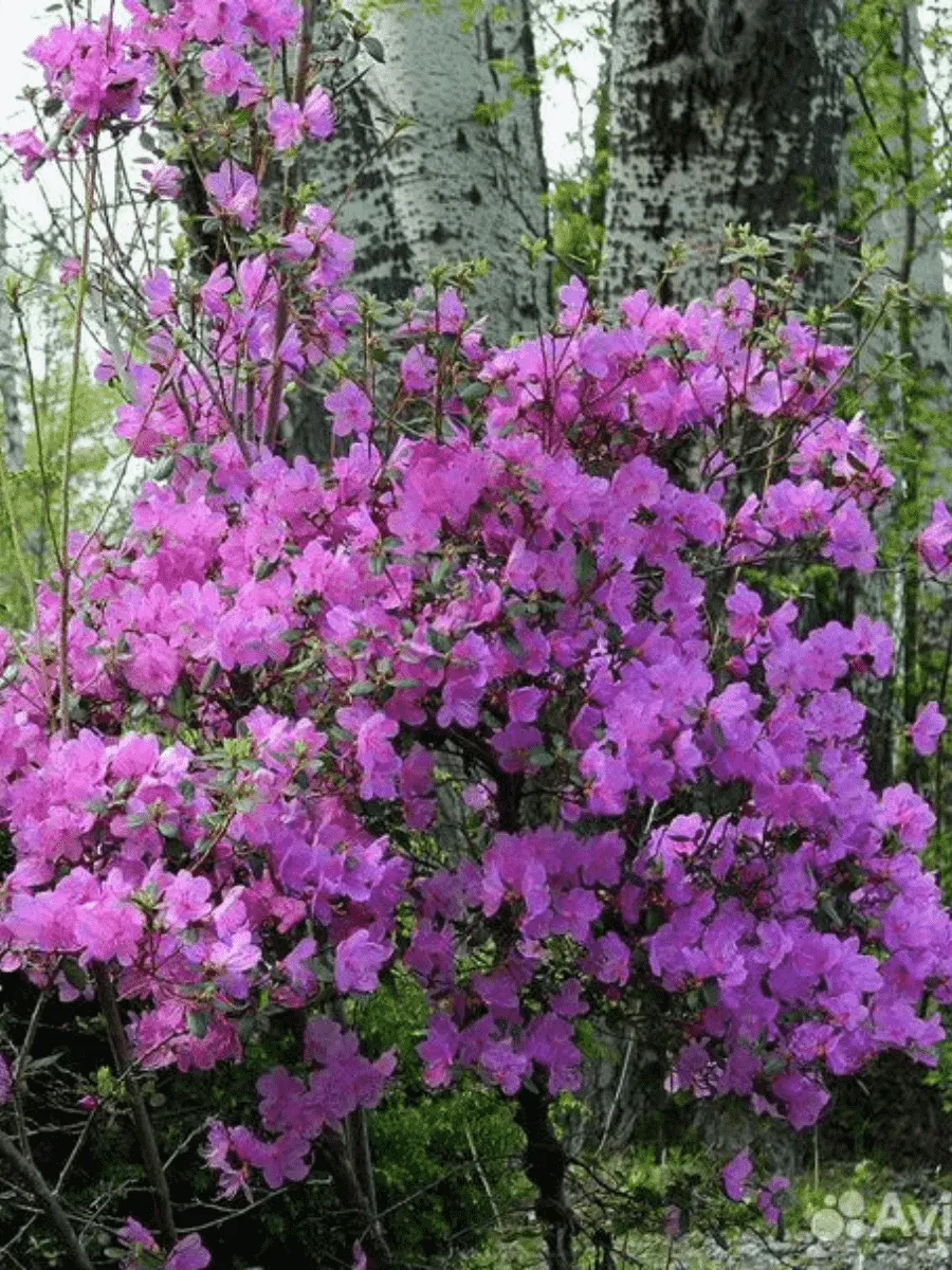 Рододендрон Ледебура (Багульник)