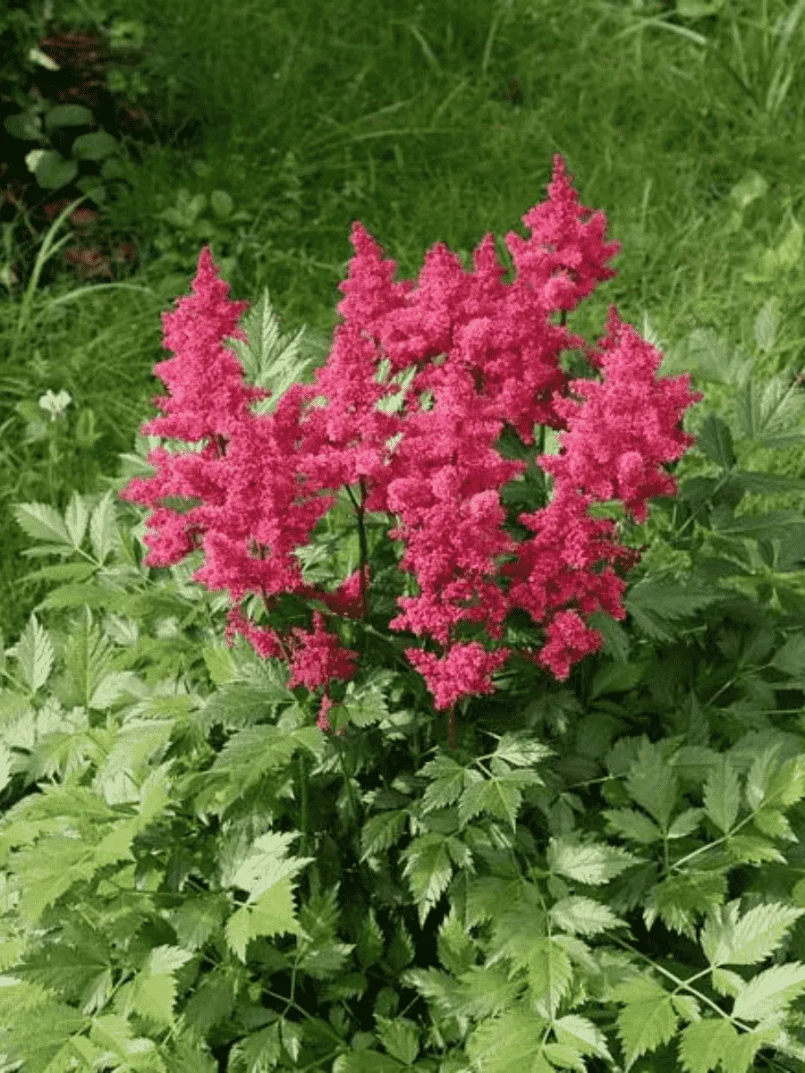 Астильба японская Koln Астильба японская Koln