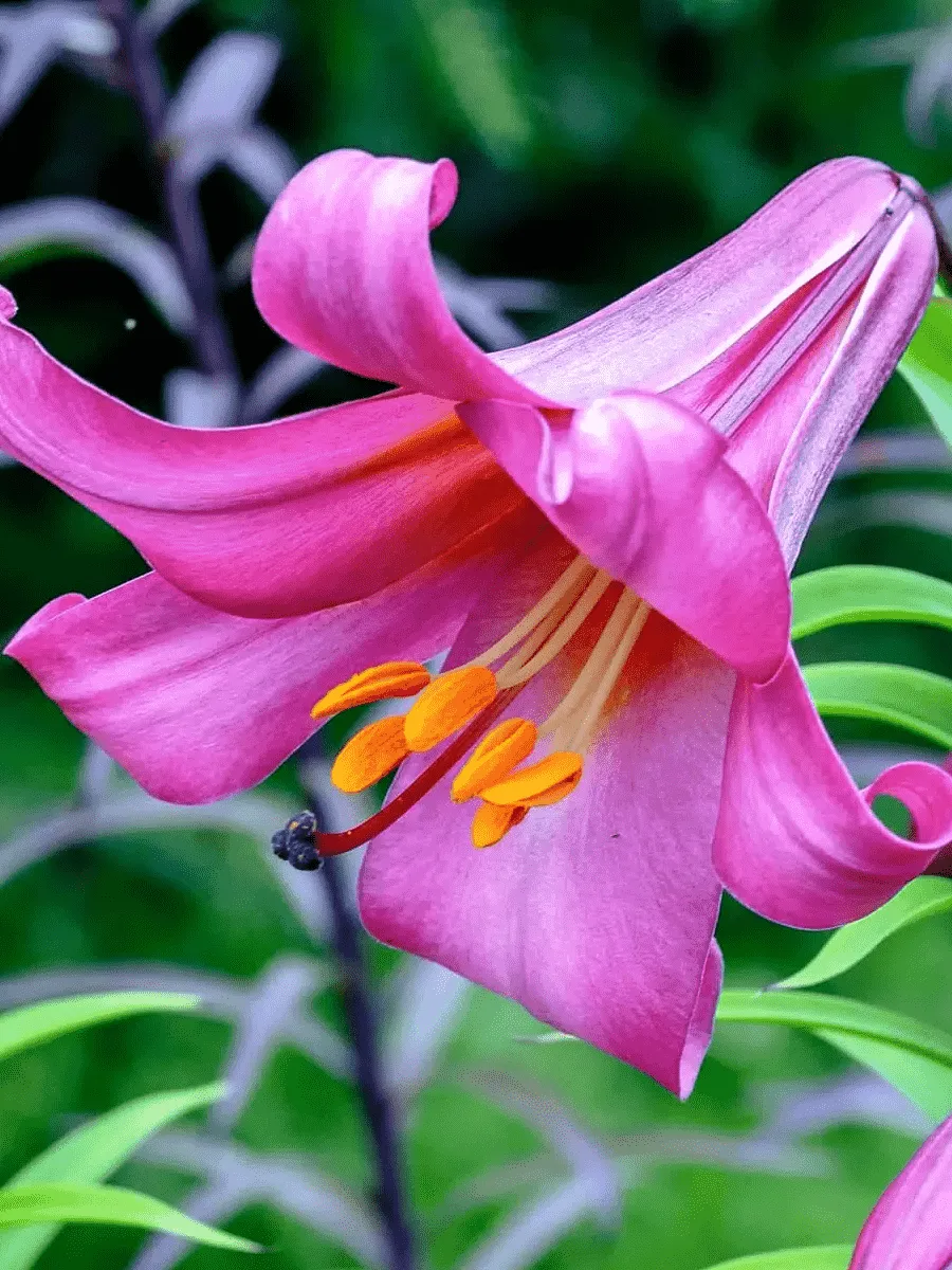 Лилия Pink Perfection