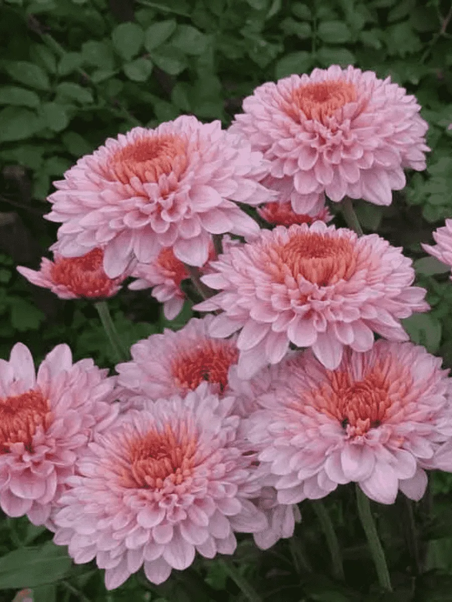 Хризантема корейская Айседора Дункан