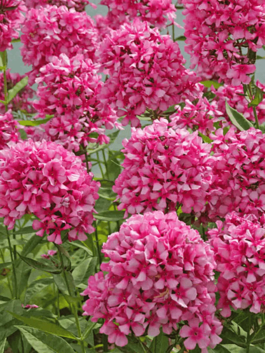 Флокс метельчатый Miss Ellie