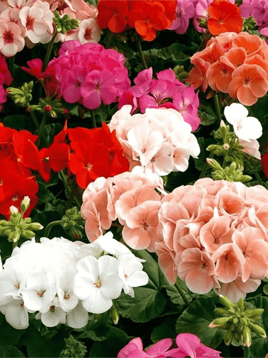 Пеларгония зональная Horaizon Mix Пеларгония зональная Horaizon Mix