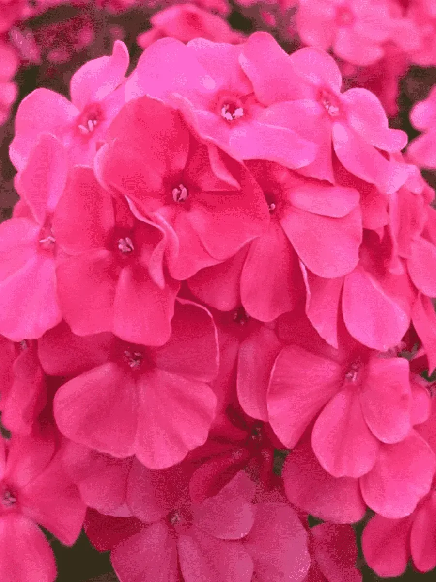 Флокс метельчатый Алина