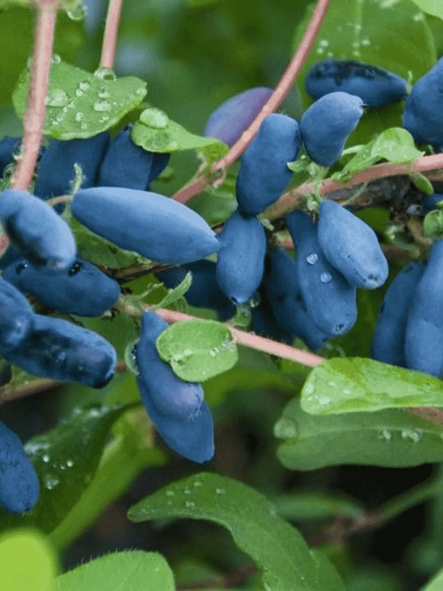 Жимолость плодовая Бочарская Жимолость плодовая Бочарская