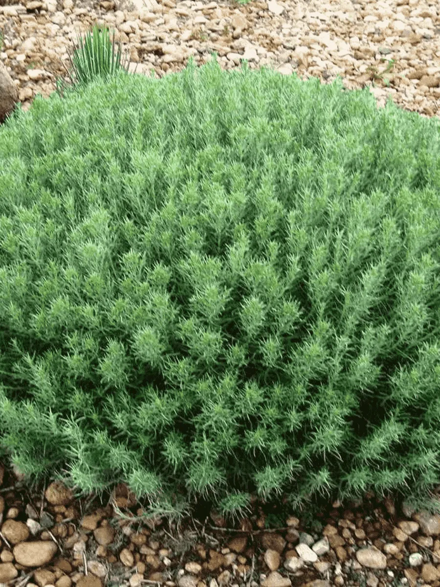 Тимьян обыкновенный Fredo Compact