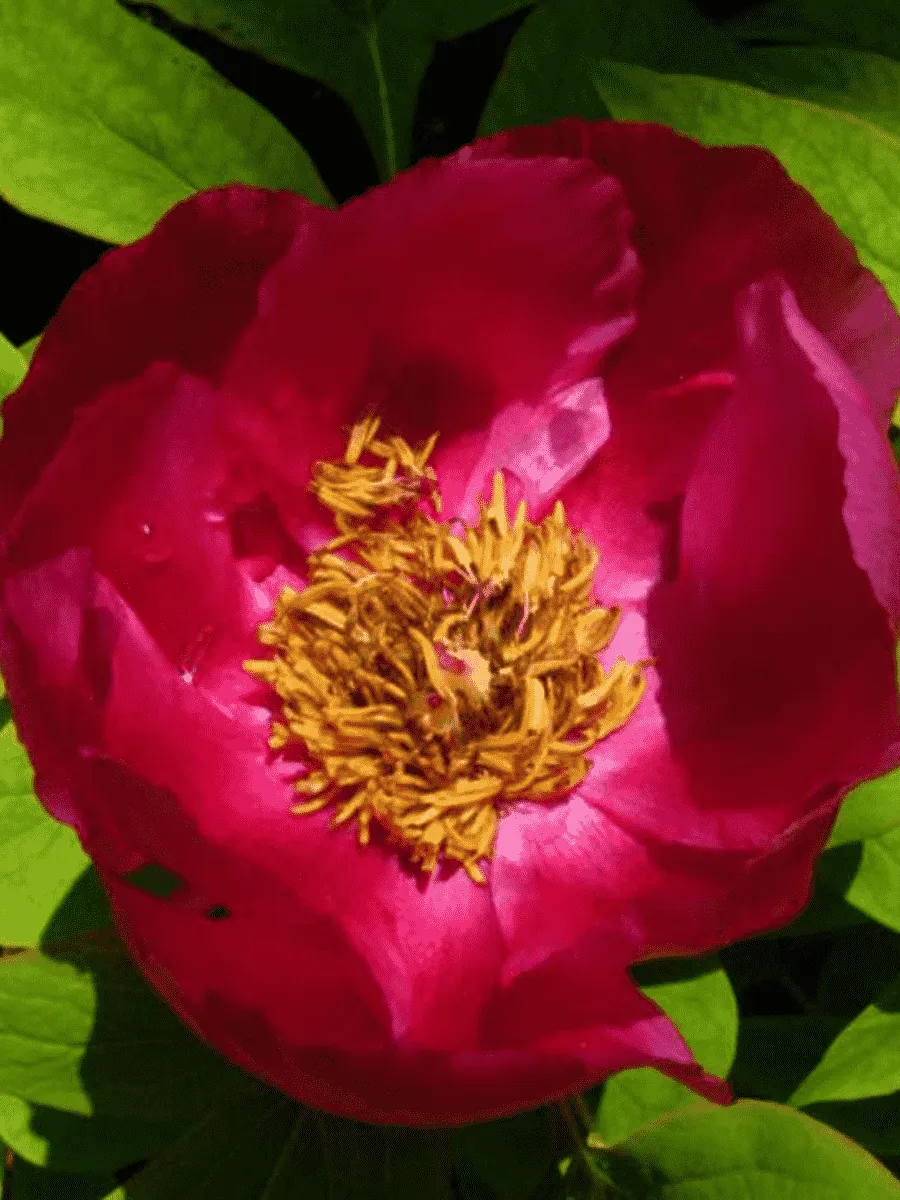 Пион Мужской