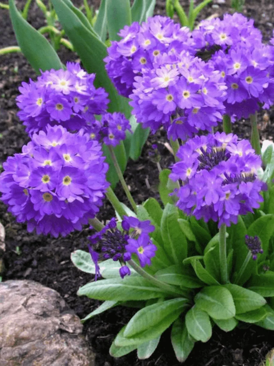 Примула мелкозубчатая Cashmeriana