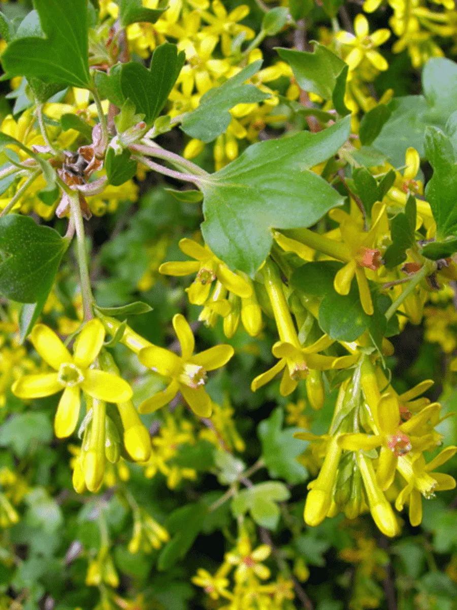 Смородина золотистая