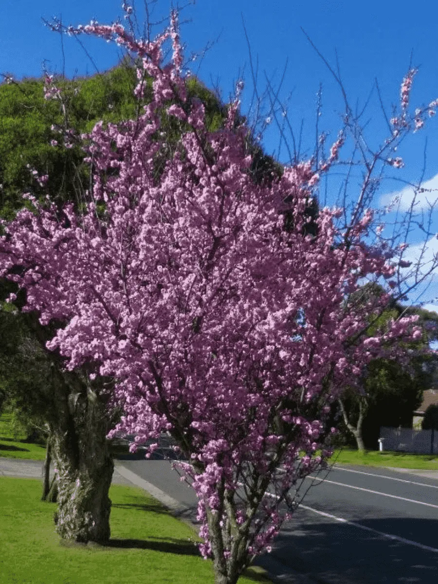 Слива Блайра Moseri Слива Блайра Moseri