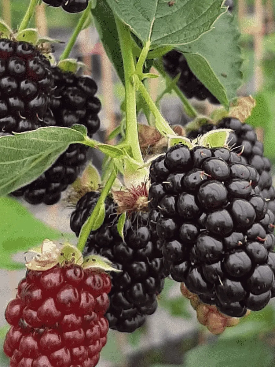 Ежевика Glorniwa Ежевика Glorniwa