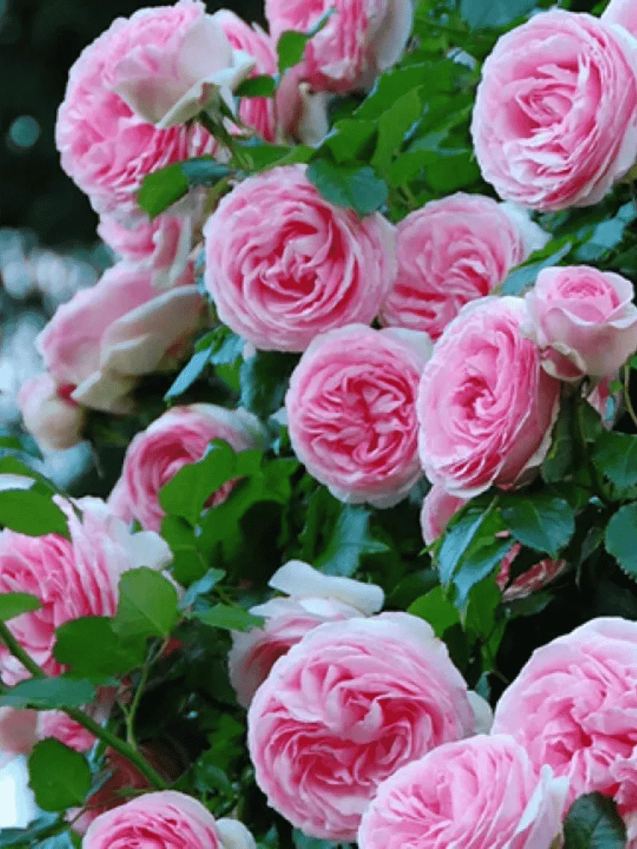 Роза Плетистая Pierre de Ronsard