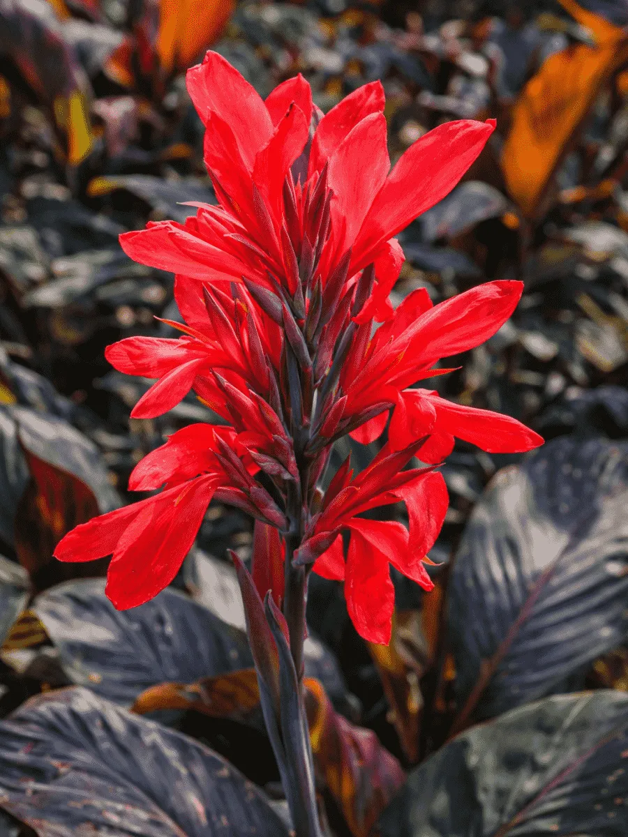 Канна Red Futurity