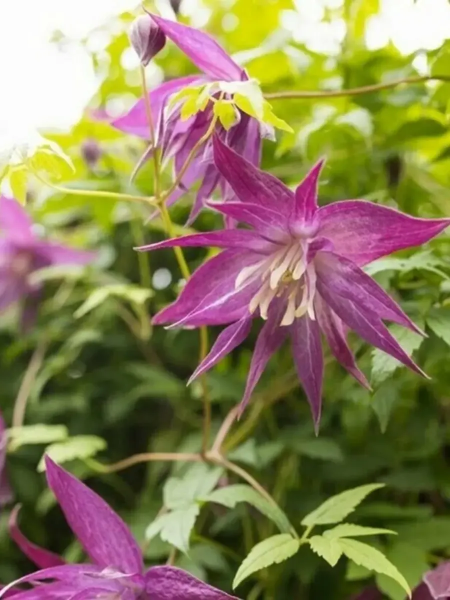 Клематис гибридный Purple Surprise