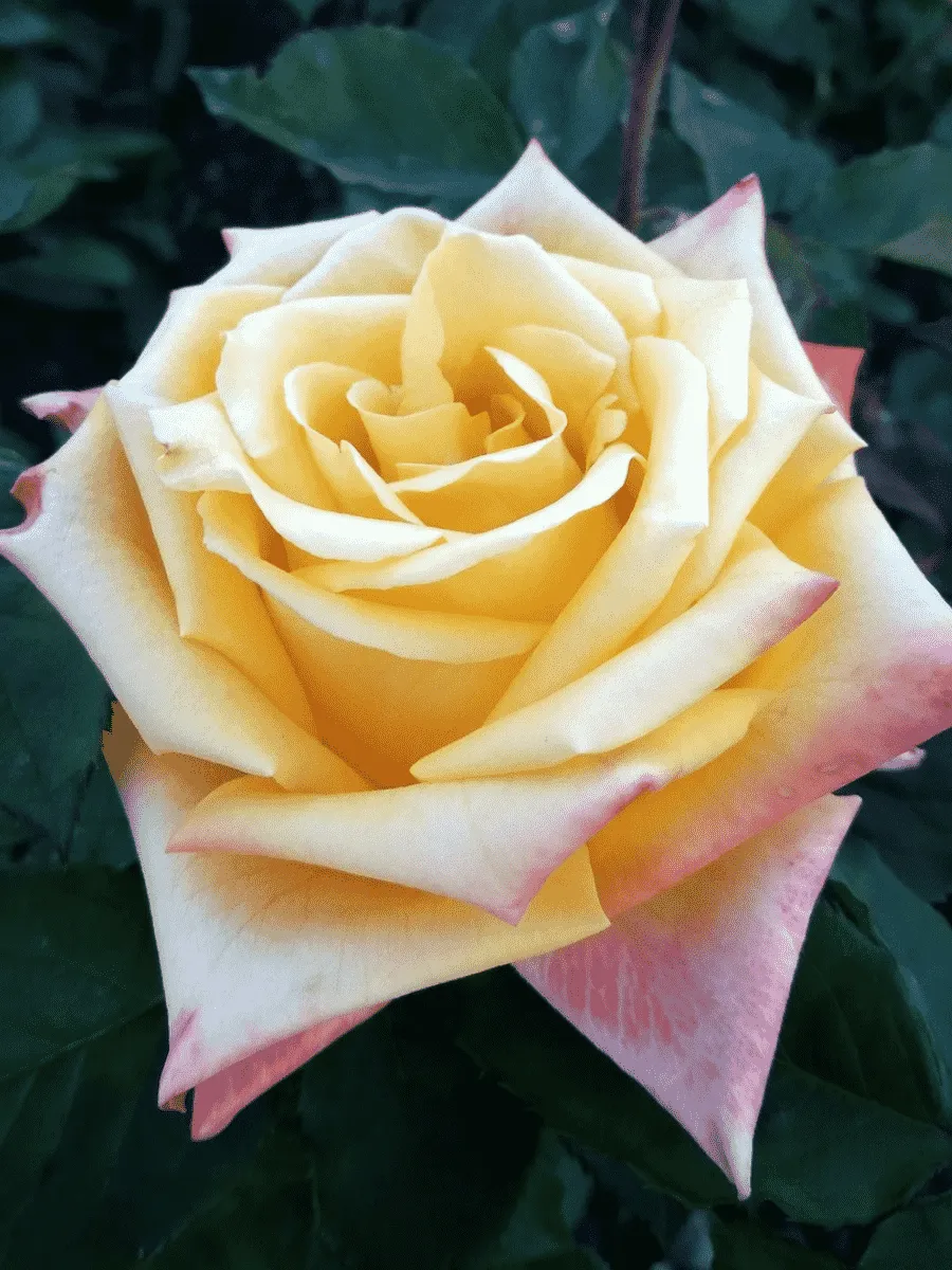 Роза чайно-гибридная Mohana