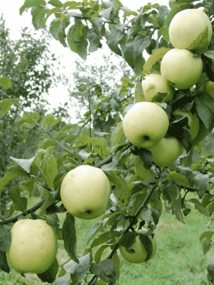 Яблоня Антоновка смоленская