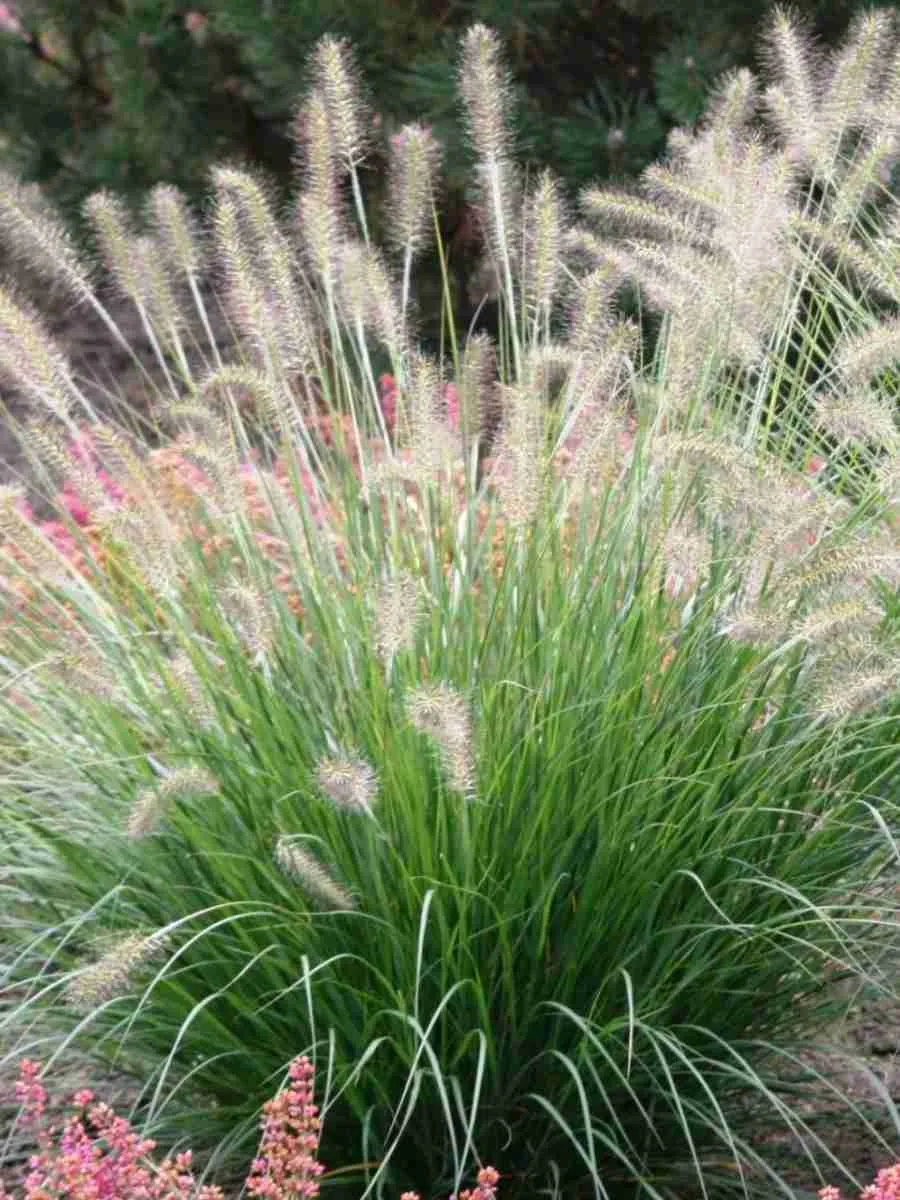 Пеннисетум лисохвостый Foxtrot