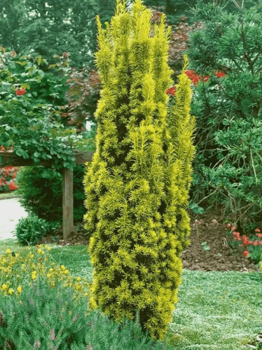 Тис ягодный Fastigiata Aurea Тис ягодный Fastigiata Aurea