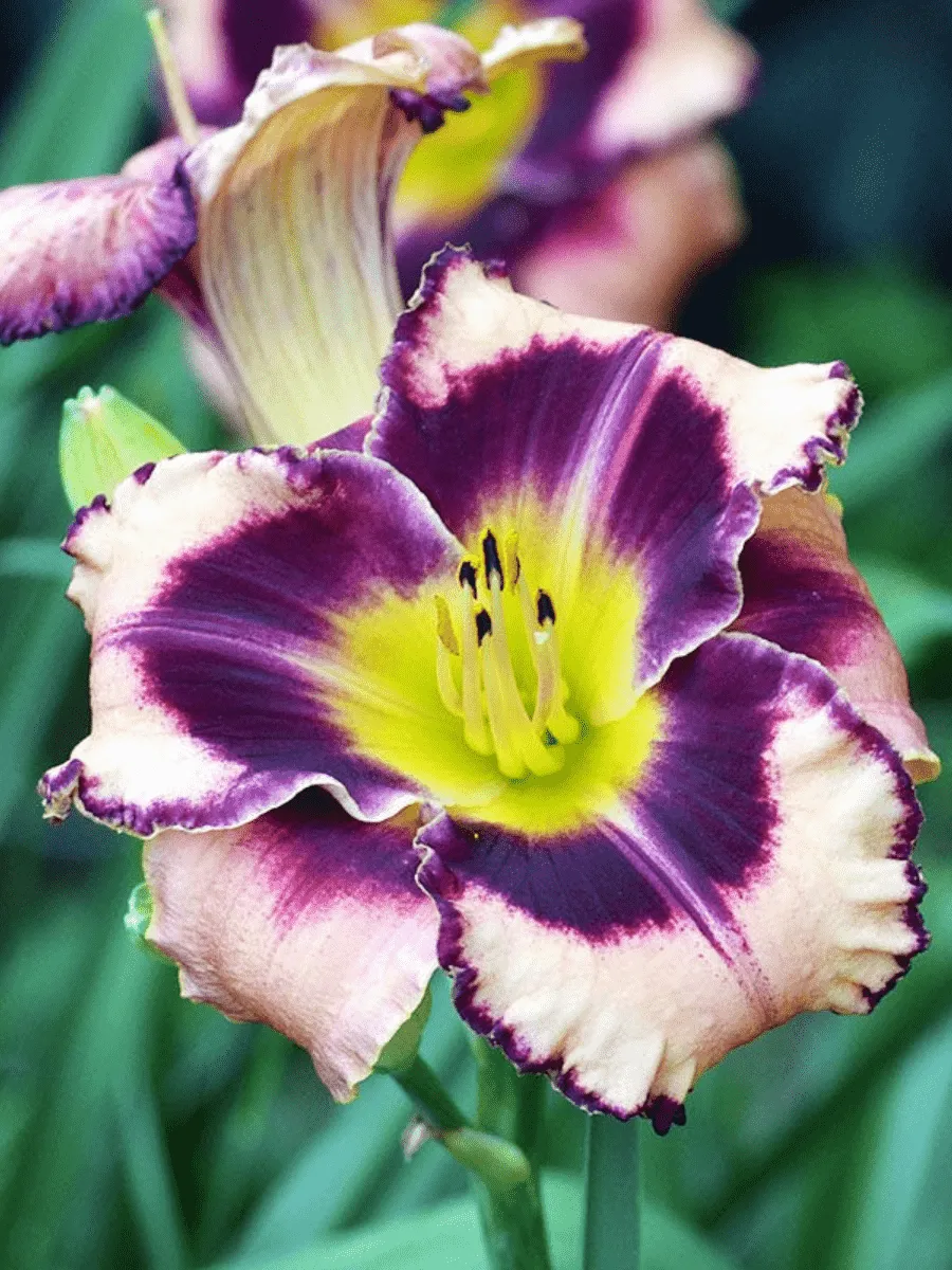 Лилейник Simmon's Overture