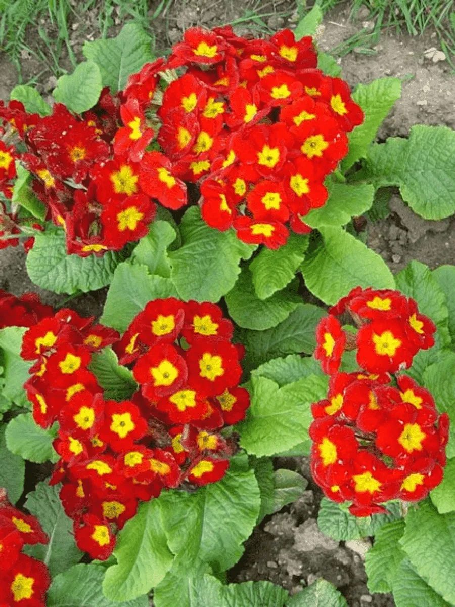 Примула бесстебельная Crescendo Bright Red