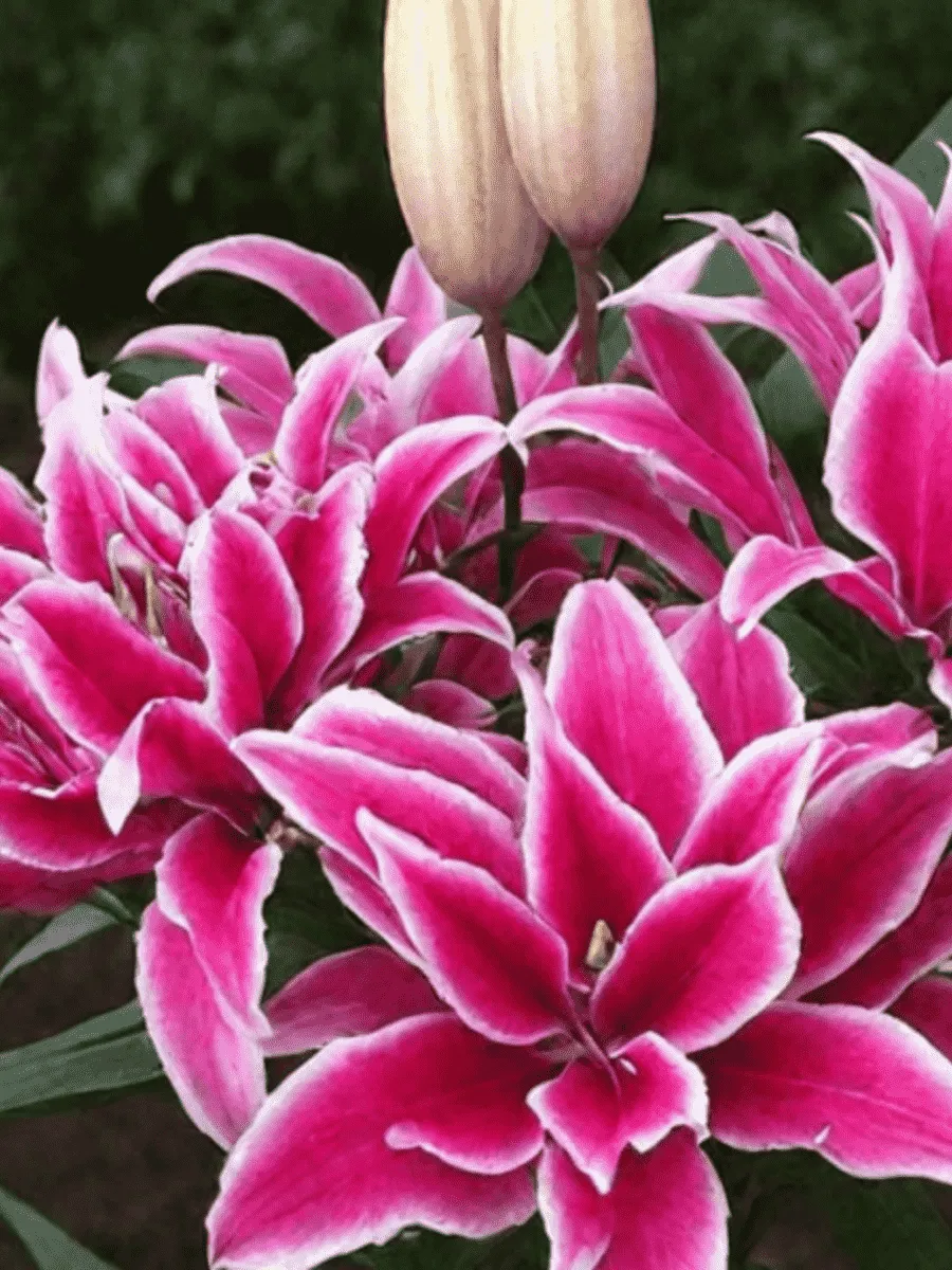 Лилия Roselily Thalissa