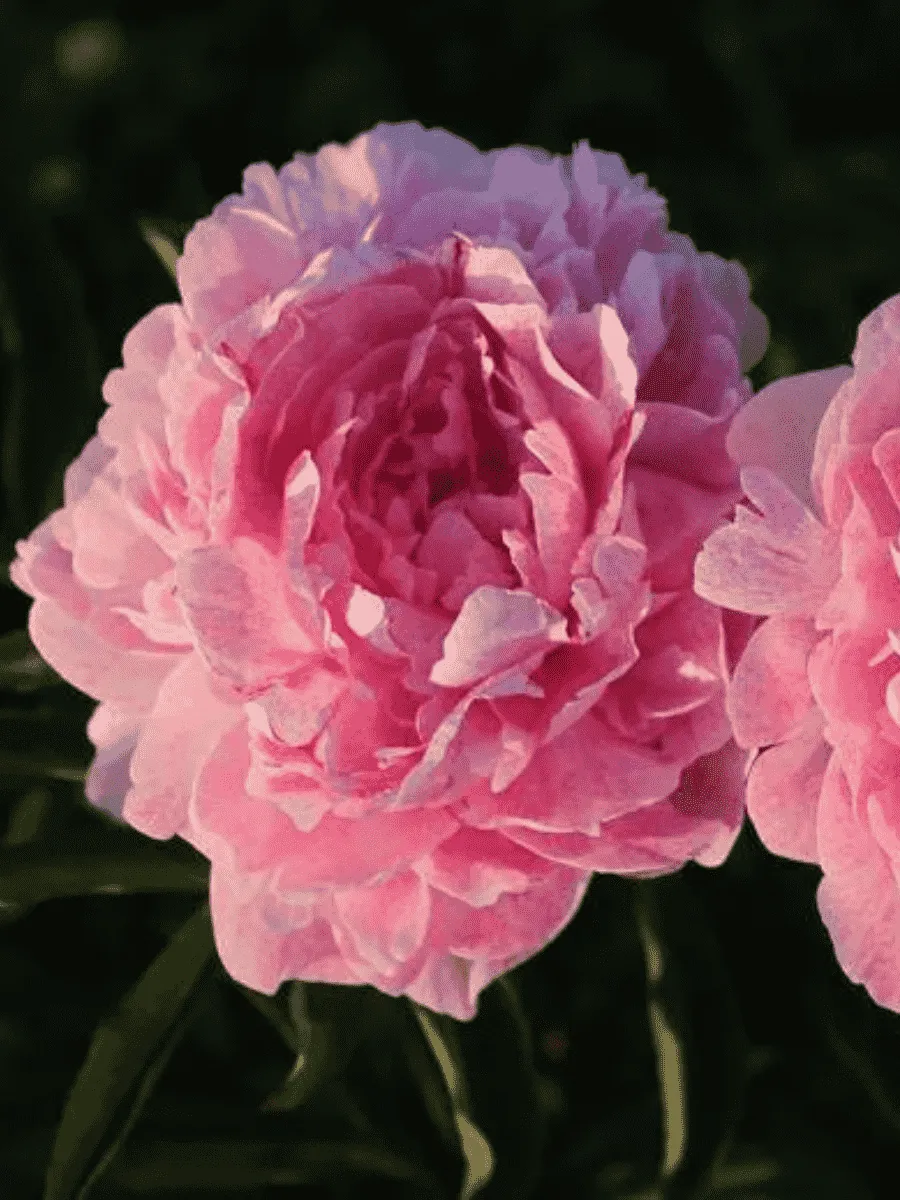 Пион травянистый Pietertje Vriend Wagenaar