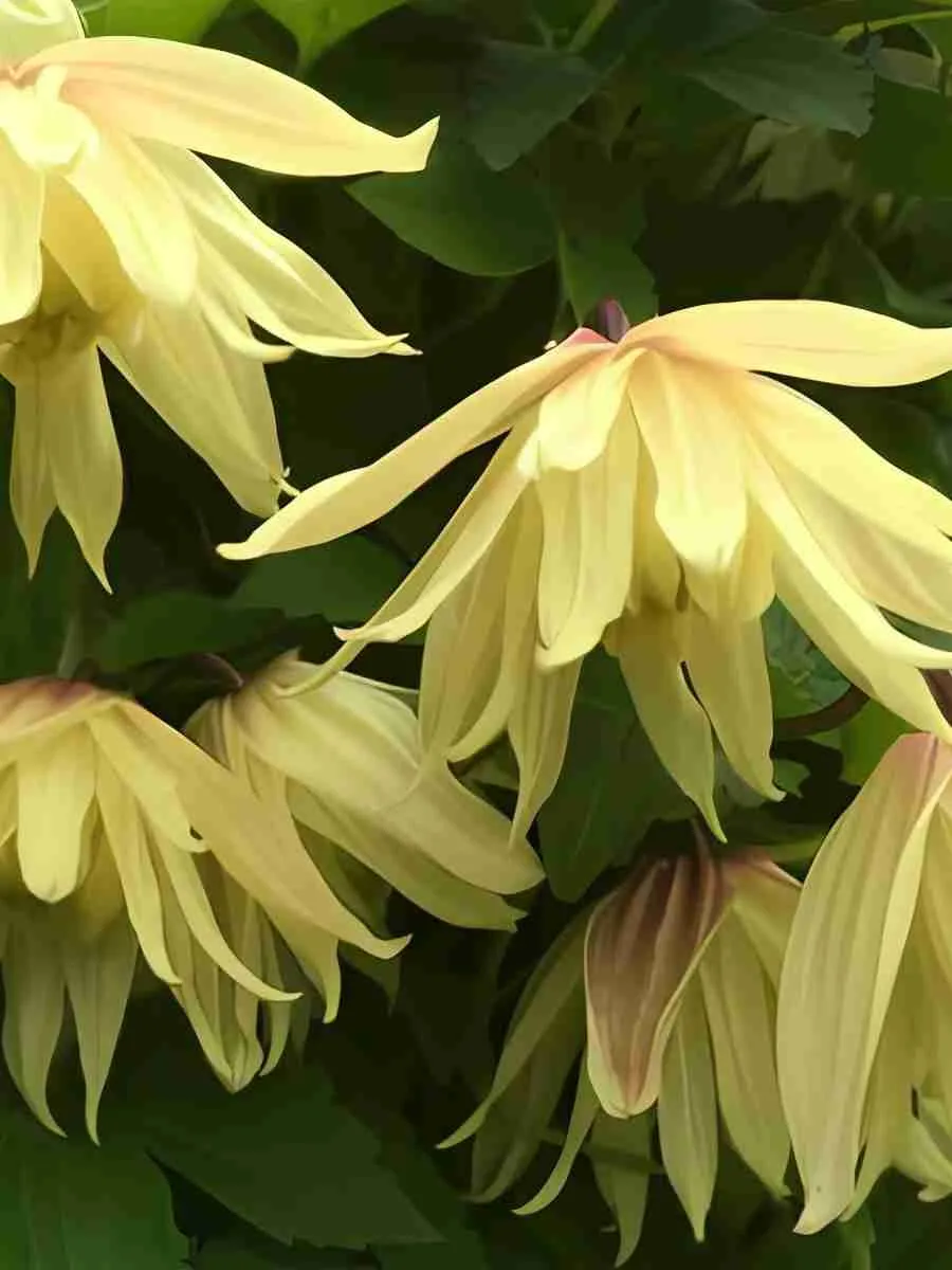 Клематис гибридный Golden Dream