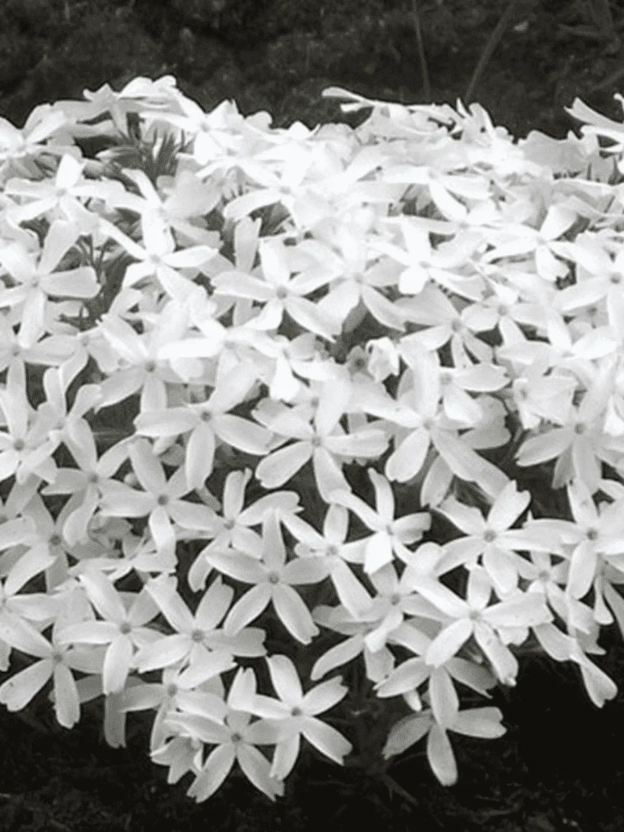 Флокс шиловидный White Delight