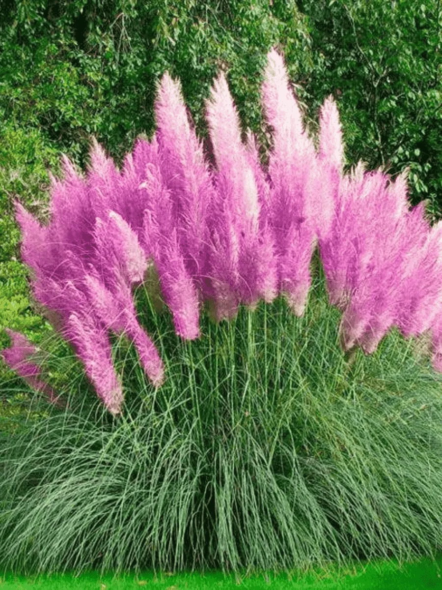 Кортадерия Cелло Pink Feather Кортадерия Cелло Pink Feather