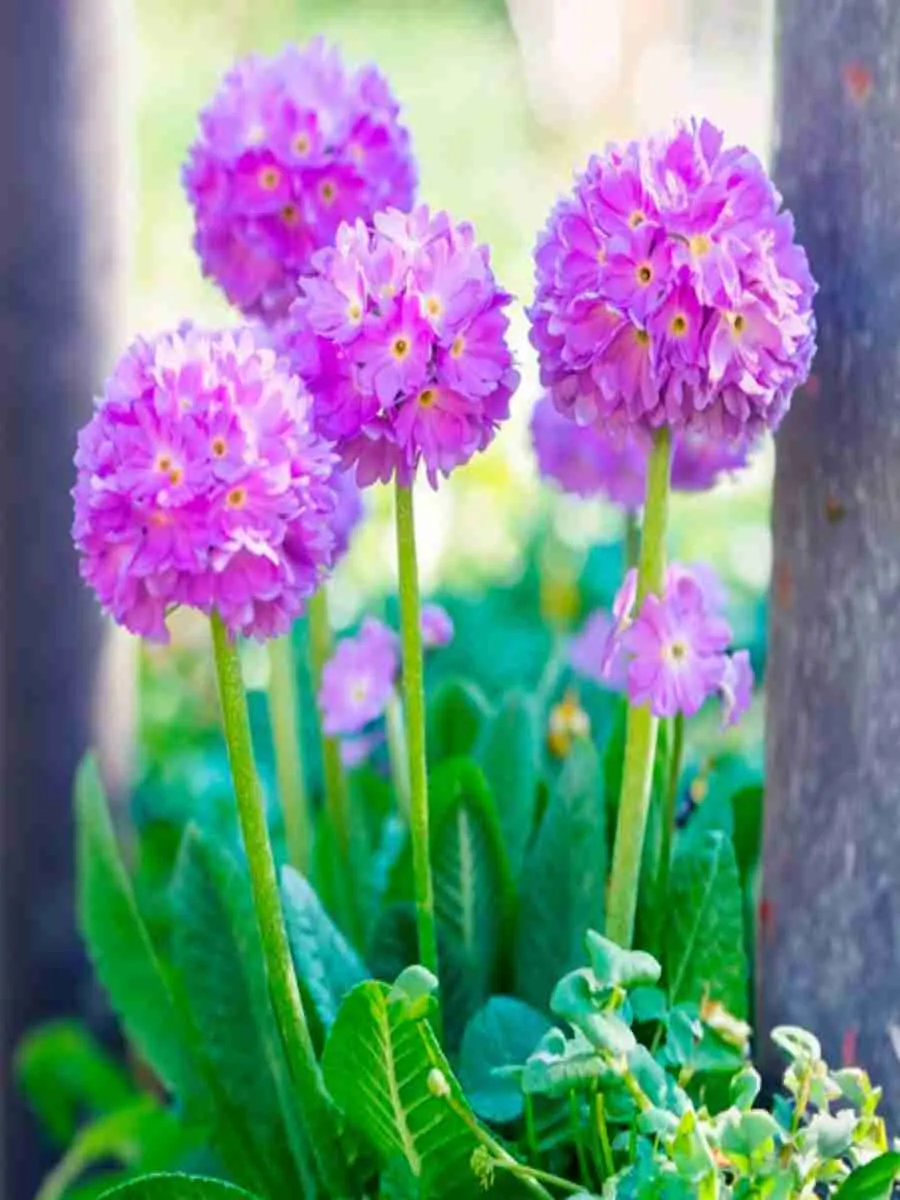 Примула мелкозубчатая Prom Lilac Примула мелкозубчатая Prom Lilac