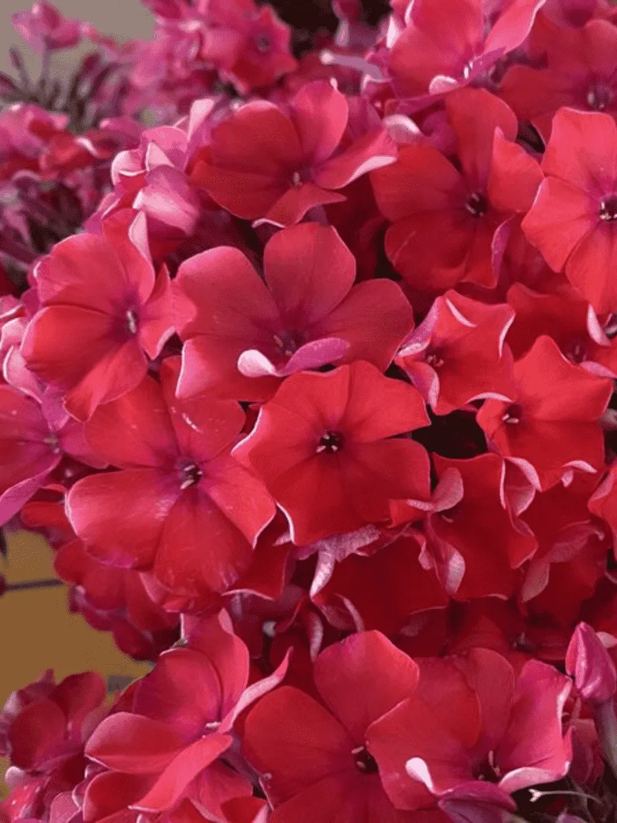 Флокс метельчатый Калинка