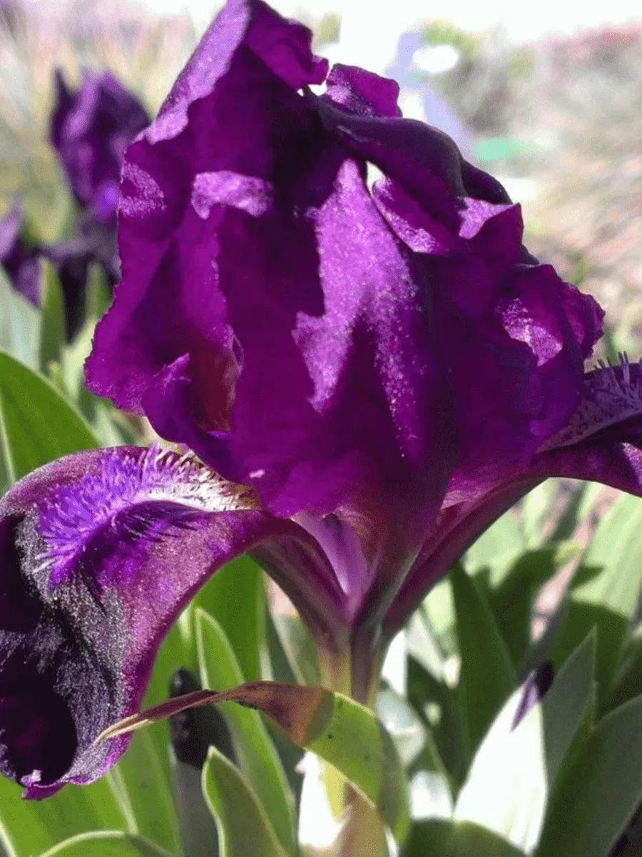 Ирис карликовый Purple
