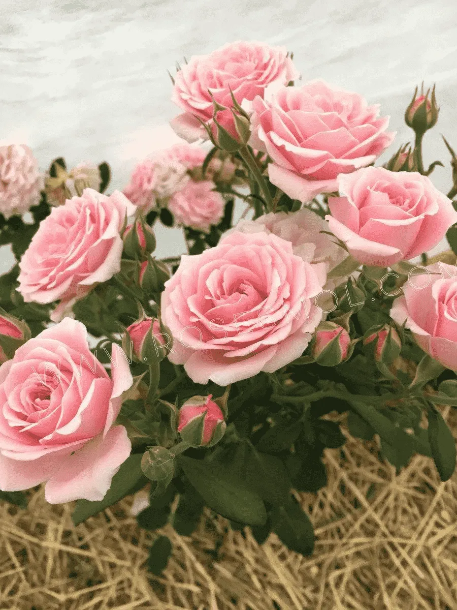 Роза спрей Gracia Роза спрей Gracia