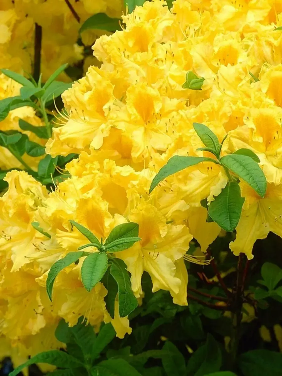 Азалия крупноцветковая Anneke Азалия крупноцветковая Anneke