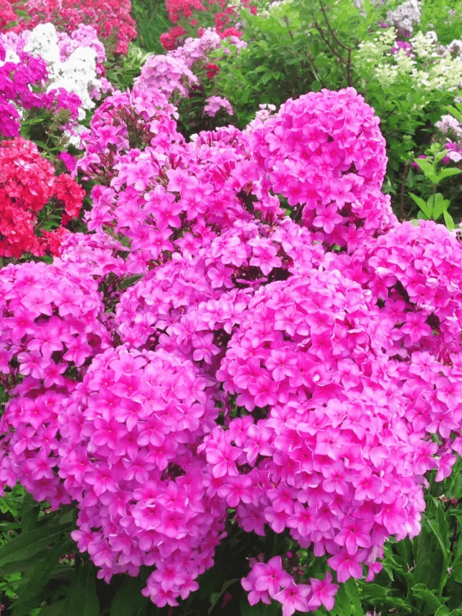 Флокс метельчатый Арбатский Романс