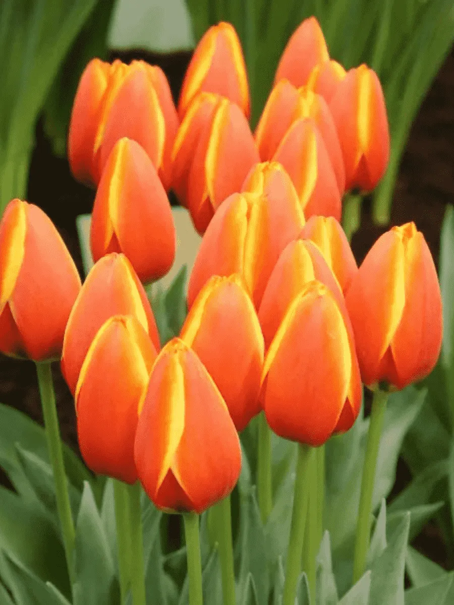 Тюльпан World Favourite