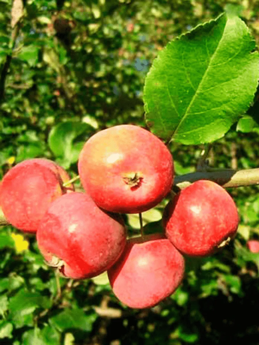 Яблоня Алтайский Голубок