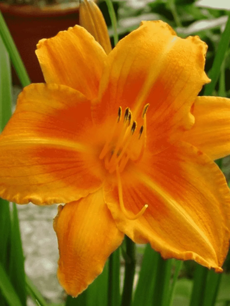 Лилейник Rocket City